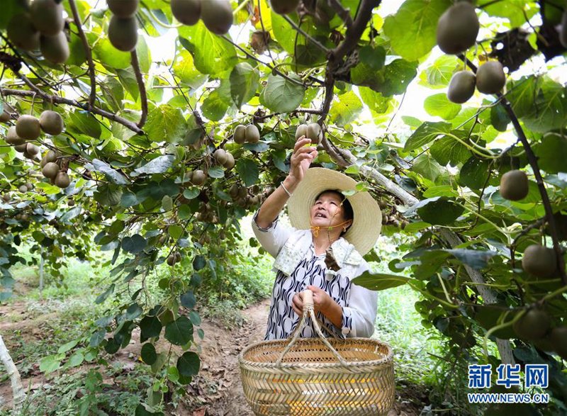 奇异果种苗市场趋势解读：未来可期