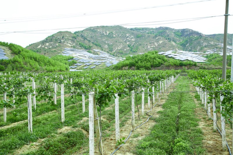 奇异果基地：探寻猕猴桃生长的秘密